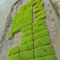 توم هاشمی درجه یک