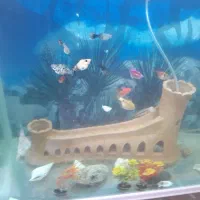 آکواریوم درجه یک با ماهی و همه وسایل و ماهی
