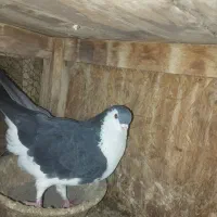 کفتر پلاس|پرنده|قم, سراجه (۱۵ خرداد)|دیوار