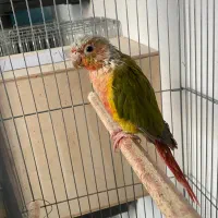 گیرینچیک آناناسی نر|پرنده|دماوند, گیلاوند|دیوار