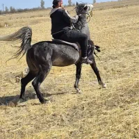 اسب نریان|اسب و تجهیزات اسبسواری|مراغه, |دیوار