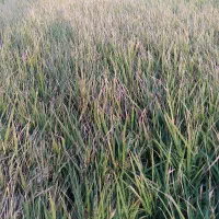 شالی فجر سوزنی