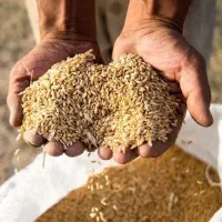 فروش گندم