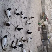 ۱۵ عدد کبوتر رنگی