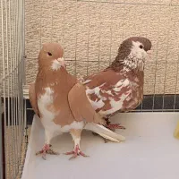 شهری چپ سرور|پرنده|صدرا-فارس, فاز ۱|دیوار