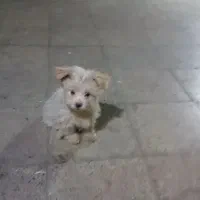 واگذاری توله|سگ|تهران, کیانشهر|دیوار