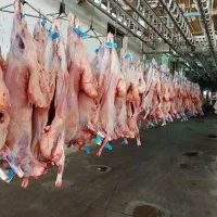 قصاب حرفه ای جهت بسته بندی گوشت