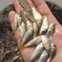 پرورش و توزیح ماهی های پرواری و