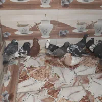 کبوتر|پرنده|کارون, |دیوار