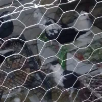 تعدادی کبوتر