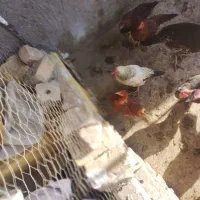 جوجه مرغ