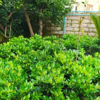 گل یاس|گل و گیاه طبیعی|کلاچای, |دیوار