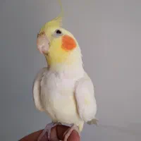 دو عدد عروس هلندی نر ماده باقفس