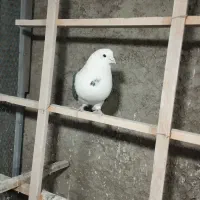 کفتر|پرنده|نظرآباد, رسالت|دیوار