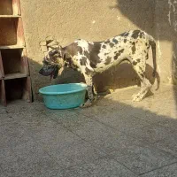 جفت گریت دین ماده و نر