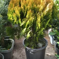 خدمات باغبانی هرس کاری بیل زنی شمشاد زنی  همنو گل|خدمات باغبانی و درختکاری|کرج, فاز ۲ مهرشهر|دیوار