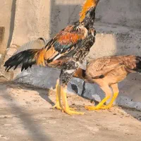 جوجه خروس ۷ ماهه لاری