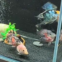 ماهی فلاور کوتوله (باکس)|ماهی|تهران, ابوذر|دیوار