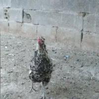 مرغ گلین لری