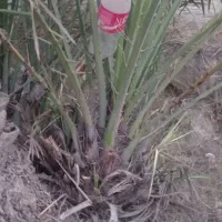 پاجوش نخل شکر