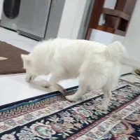 سگ پامر به قیمت|سگ|کرمانشاه, |دیوار