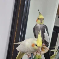 عروس هلندی جفت نر و ماده|پرنده|مشکیندشت, |دیوار