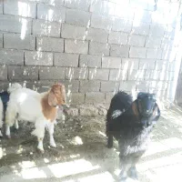 بزغاله نر
