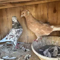 کفتر سرور کاشان|پرنده|تهران, ستارخان|دیوار