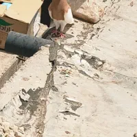 کبوتر|پرنده|لنده, |دیوار
