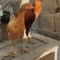 لاری|حیوانات مزرعه|آبدان, |دیوار