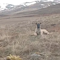 توله سرابی 3ماهه