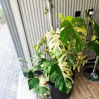 برگ انجیری مانسلرا ابلغ|گل و گیاه طبیعی|تهران, ائمه اطهار|دیوار