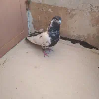 کبوتر ب دردبخور