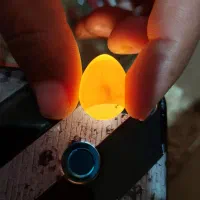 تخم عروس هلندی