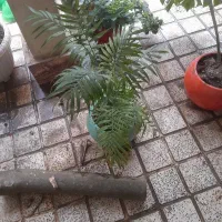 گل اپارتمانی باغچه قیمت مناسب سالم و سرحال