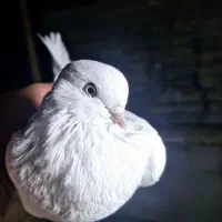 تهرونی چشم سفید|پرنده|فارسان, |دیوار