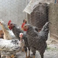 خروس