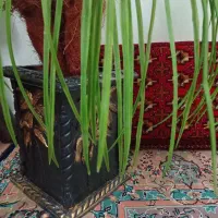 گل مصنوعی و لوازم منزل|گل مصنوعی|قوچان, |دیوار