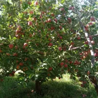 فروش دو هکتار و سههزار متر باغ22ساله|فروش دفتر صنعتی، کشاورزی، تجاری|مهاباد (آذربایجان غربی), |دیوار