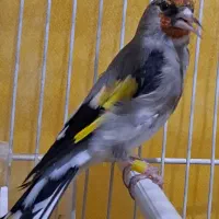 یه عدد سهره ماده خیلی آماده نیمه دستی|پرنده|تربت جام, شیخ احمد جامی|دیوار