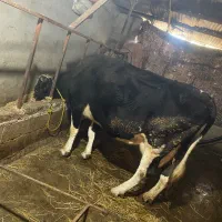 گاو هالشتاین و گوساله سیمینتال درجه یک