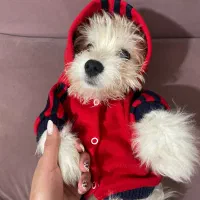 شیدزو 6 ماهشه