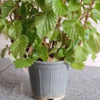 گل عروس|گل و گیاه طبیعی|کرمانشاه, |دیوار