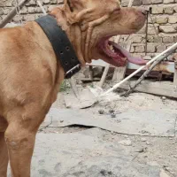 توله پیت بول