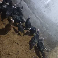 بوقلمون|حیوانات مزرعه|نوشین شهر, |دیوار