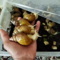 حلزون آچالانتا  اصل برای زیبایی و جوان سازی پوست|خزنده|همدان, |دیوار