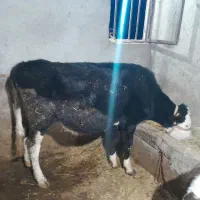 لیشه سوپر شیر صنعتی|حیوانات مزرعه|رودبار, |دیوار