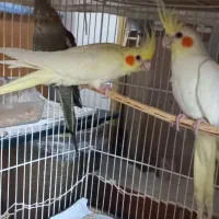 عروس‌هلندی‌‌‌نرو‌ماده‌