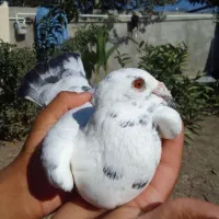 کبوتر جفتکاهی|پرنده|گالیکش, |دیوار