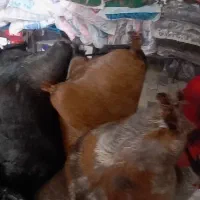 هیزه محلی|فروشگاه و مغازه|دورود, |دیوار